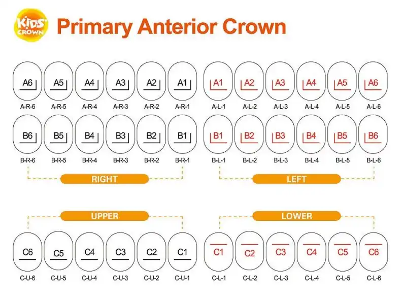 KİDS CROWN PASLANMAZ ÇELİK KRON SET ANTERİOR 36 LI