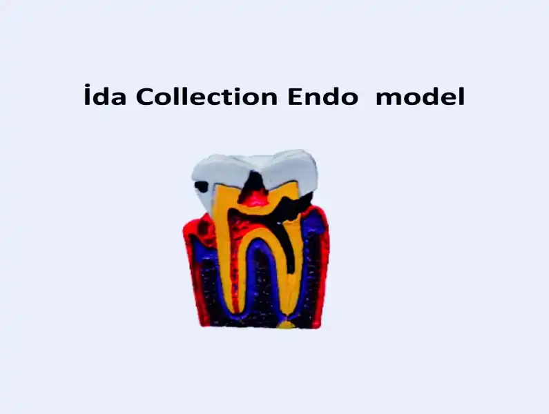 İDA COLLECTION ENDO MODEL